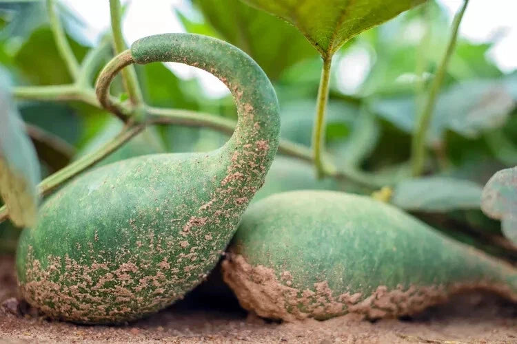 Penguin Gourd Seeds, 25+ Non-GMO Cucurbita pepo for Garden Planting, Decorative Gourds, Fall Crafts, Vining Plant