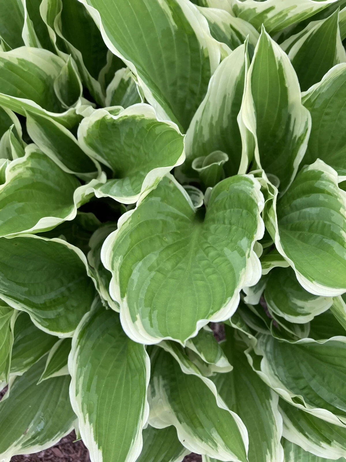 Hosta Plants Bare Root Bi-colored Shade Garden with Blue Flowers, Hosta spp. - 4 Pack