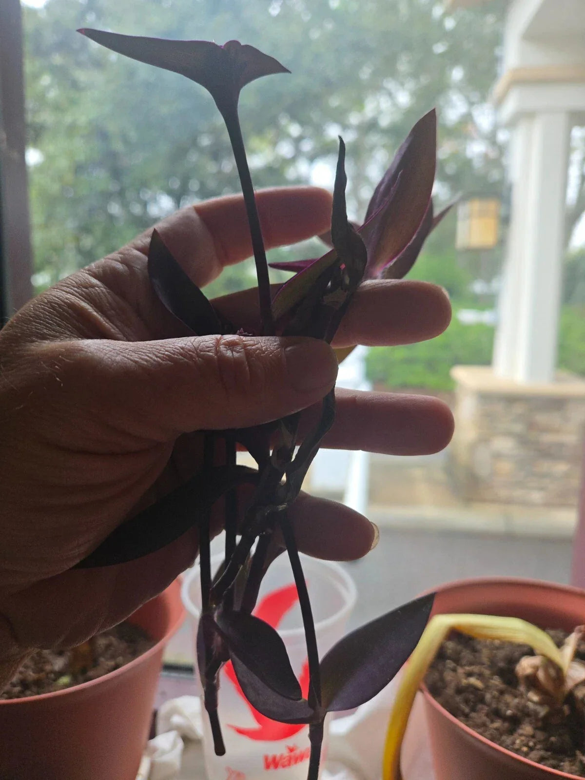Purple Heart Wandering Jew Cuttings - 5+ Tradescantia Pallida Purpurea Live Plant Cuttings for Easy Propagation