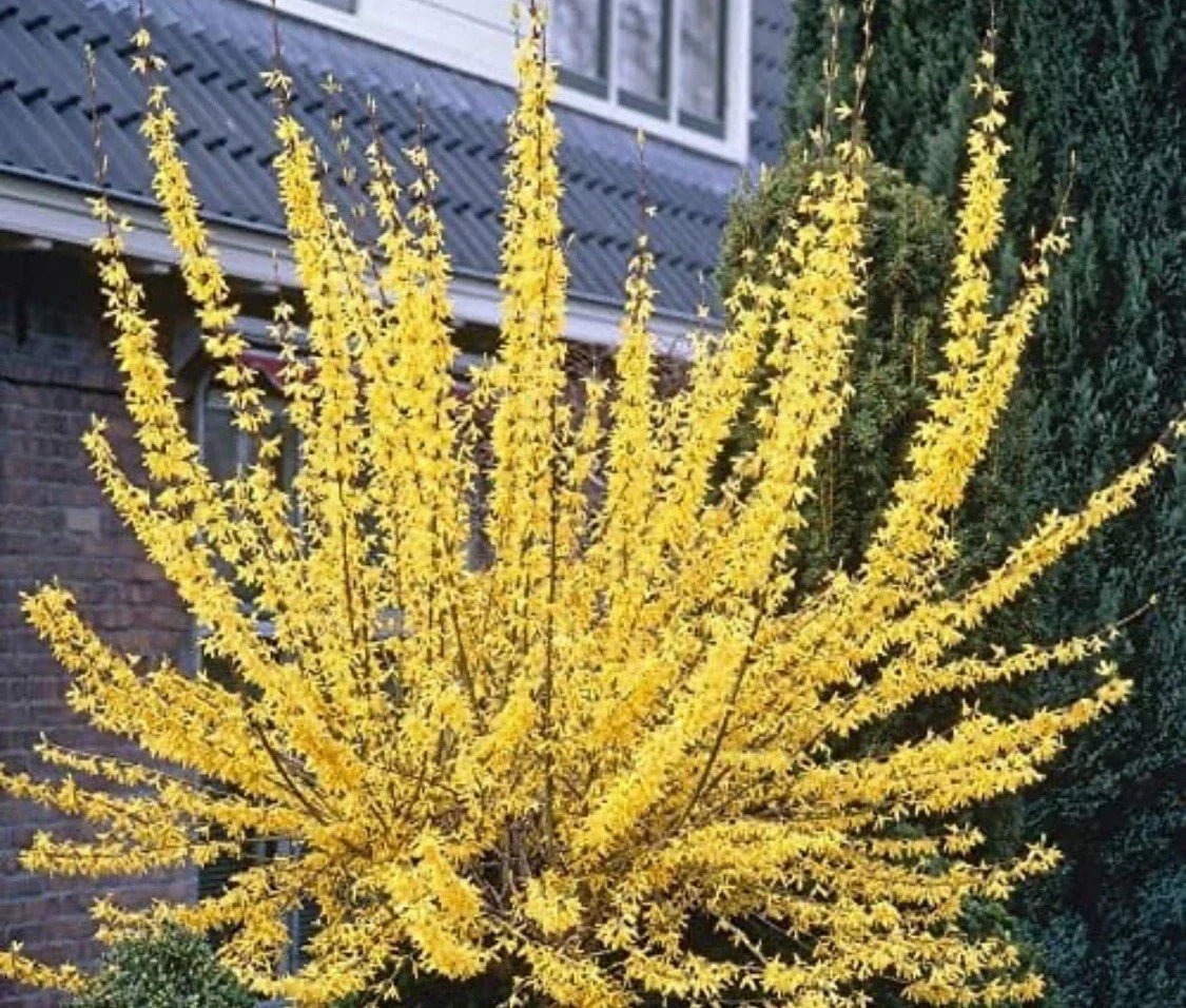 Forsythia Plant 2-3 Year Old - Yellow Flowering Shrub Forsythia x intermedia BOGO Offer