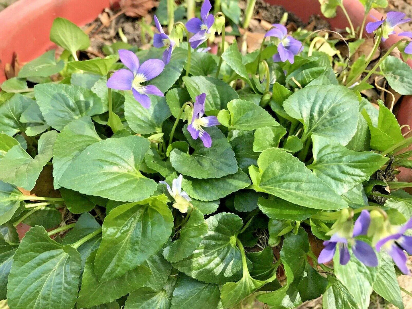 Purple Wild Violets Starter Plants - 20 Bare Root Perennial Flowers (Viola papilionacea)