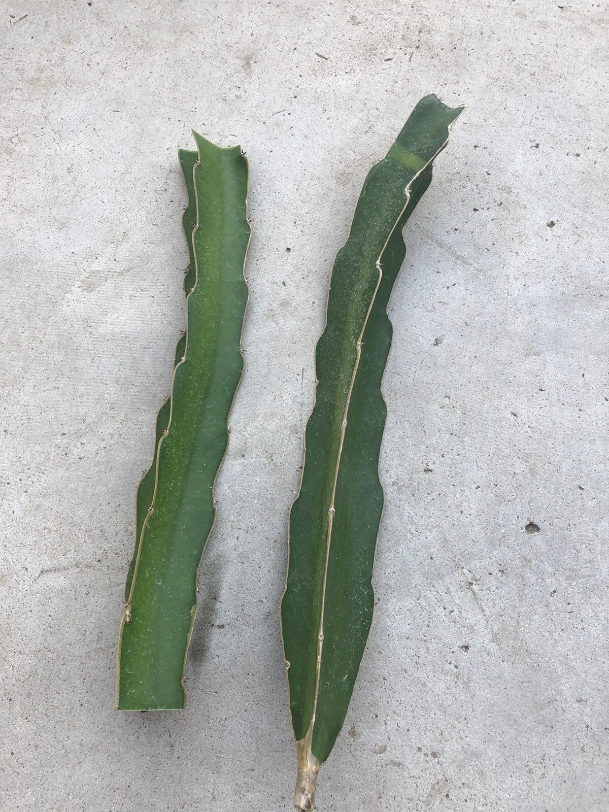 White Flesh Dragon Fruit Cuttings 10-12” Fresh Pitaya Succulent Cactus Hylocereus undatus