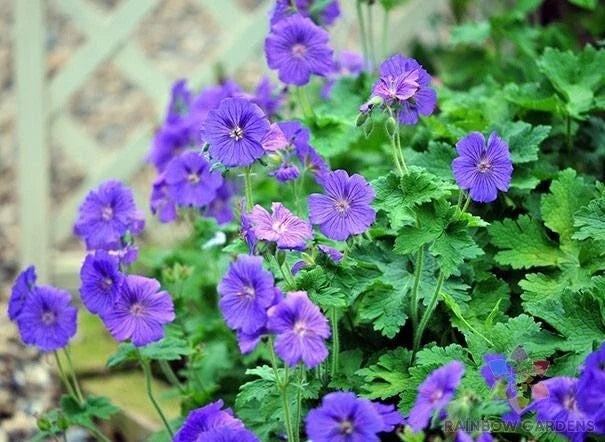 Johnson's Blue Geranium Seeds - Perennial Flower for Borders & Containers - Geranium 'Johnson's Blue' - USA