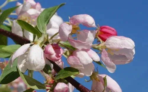 Sun Rival Crabapple Seeds - Malus 'Sun Rival' for Garden Planting, Landscaping & Pollinator Attraction, 25+ Seeds