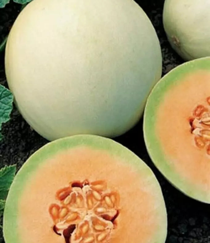 Honeydew Seeds 50+ Orange Flesh Cantaloupe Melon - Cucumis melo Garden Fruit