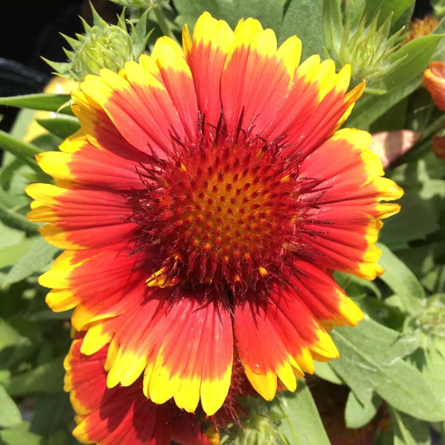 Gaillardia Blanket Flower Seeds - 100+ Perennial Garden Seeds - USA Seller