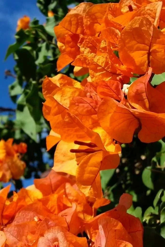 Bengal Orange Variegated Bougainvillea Starter Plant - Live Plug - Bougainvillea spectabilis Tropical Garden Decor