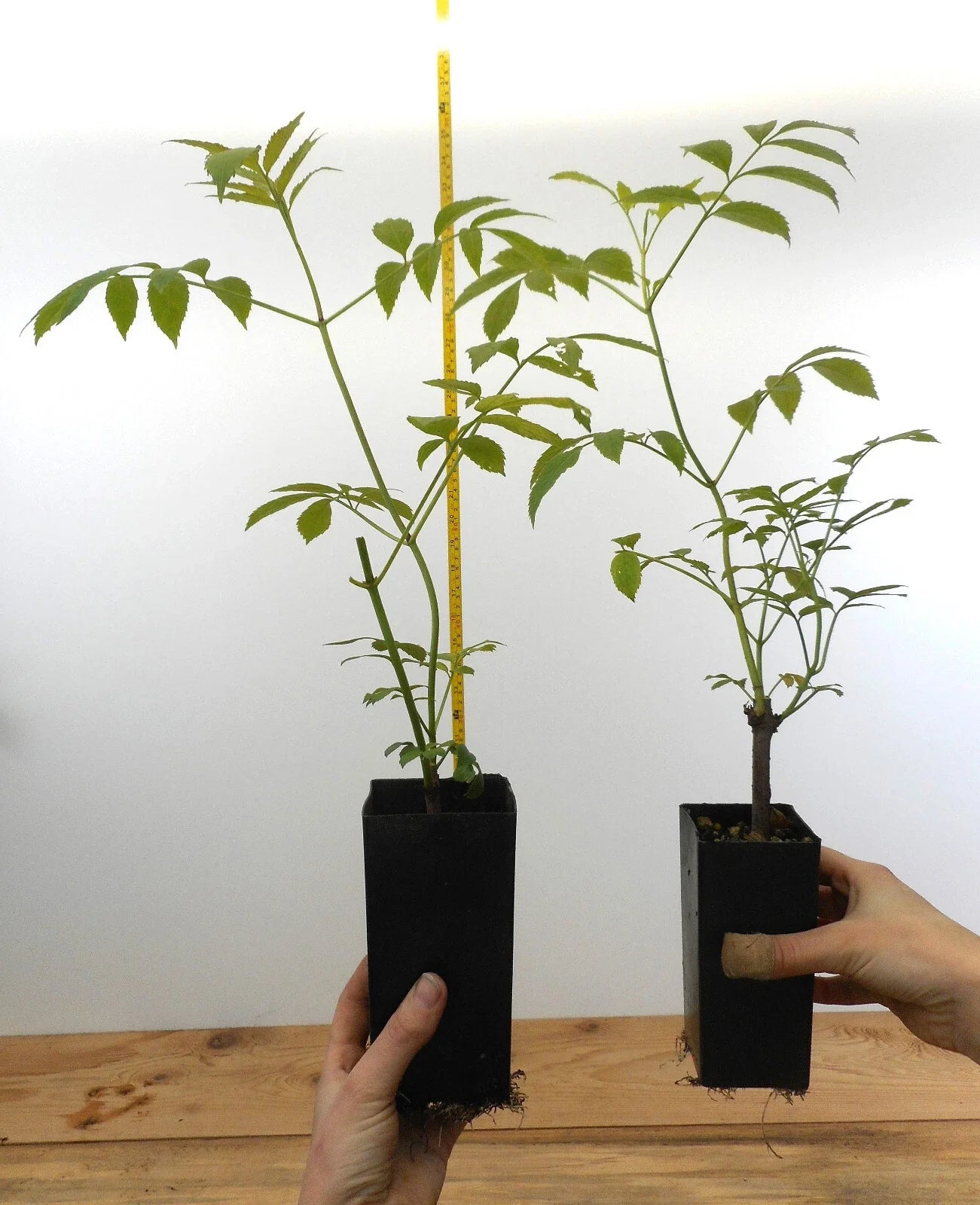 Black Elderberry Plants - Potted 6 Varieties Sambucus nigra & Sambucus canadensis for Gardens