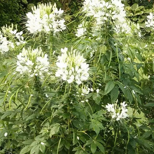 Cleome White Queen Spider Plant Seeds - Non-GMO 200 Pack for Fall Planting