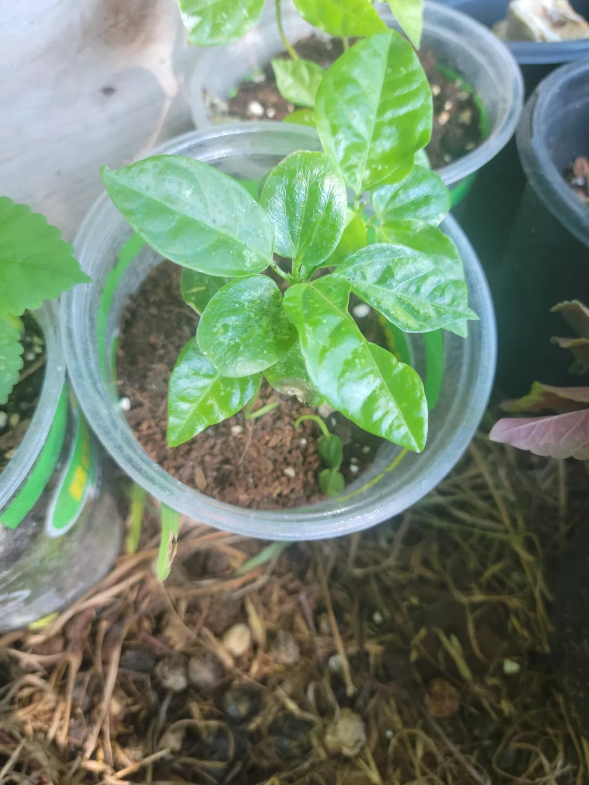 Maypop Purple Passion Flower Vine Live Plant 4" Pot | Passiflora incarnata x Passiflora cincinnata