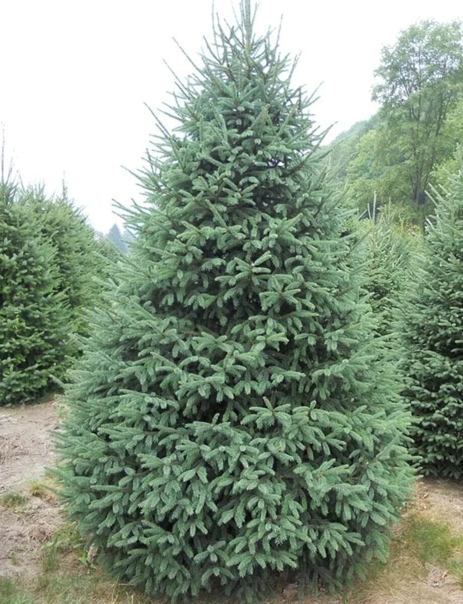 White Spruce Tree Seedlings - Picea glauca Evergreen Plants for Landscaping