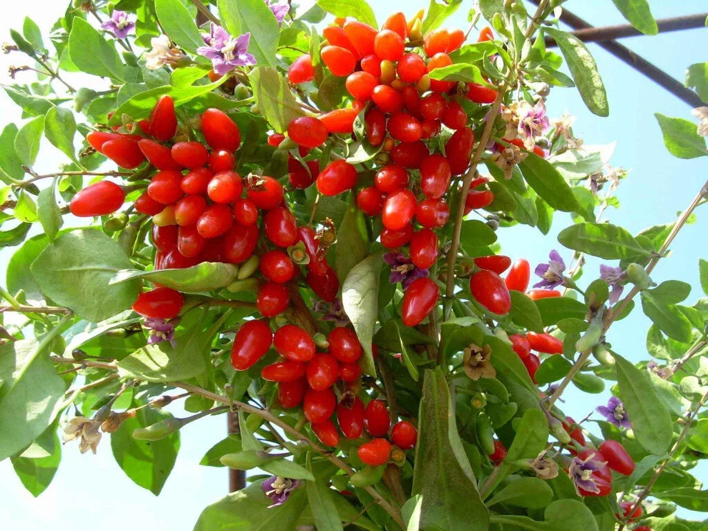 Goji Berry Cuttings - 5 Fresh Extra Fertile ANNY Variety Cuttings for Rooting - Lycium barbarum