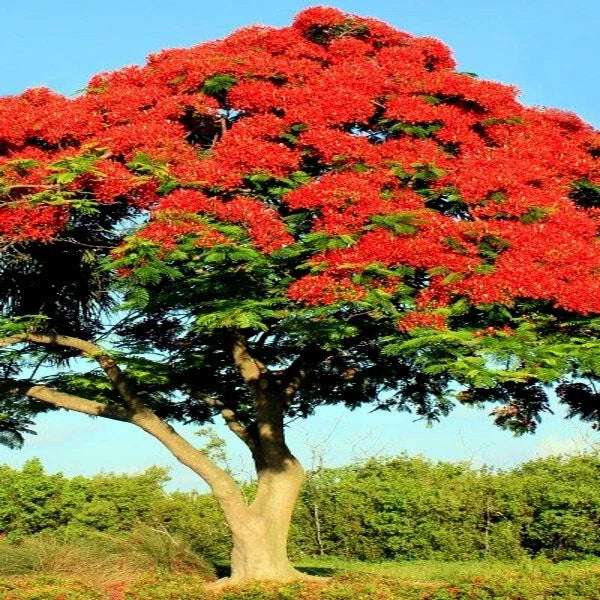 Royal Poinciana Seeds | Red Flame Tree | Delonix Regia Tropical Flower Seeds for Gardens & Landscapes