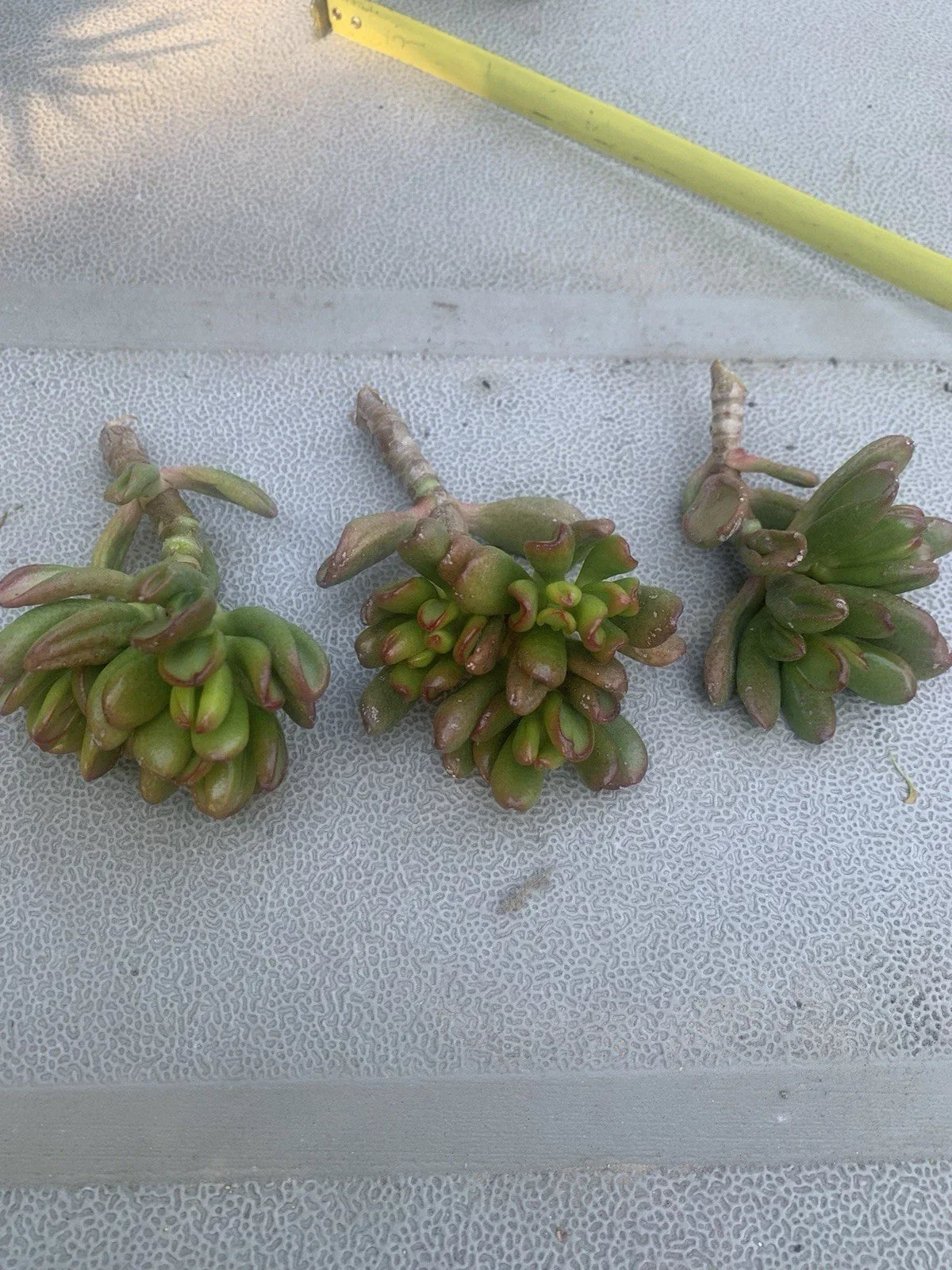 Crassula Ovata Gollum Compact Cuttings - 3 Live Succulent Cuttings, Ogre's Ear, Hobbit Plant