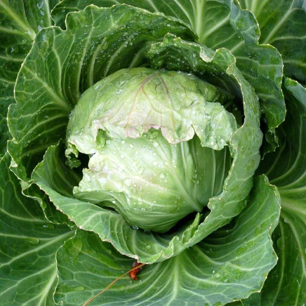 Jersey Wakefield Cabbage Seeds - 500+ Non-GMO Open-Pollinated Brassica oleracea for Home Garden Planting