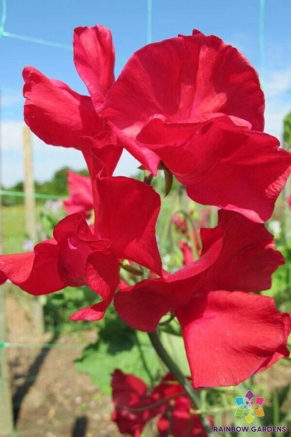 Rosemary Padley Sweet Pea Seeds - 50+ Non-GMO Lathyrus odoratus Climbing Vine for Garden Planting
