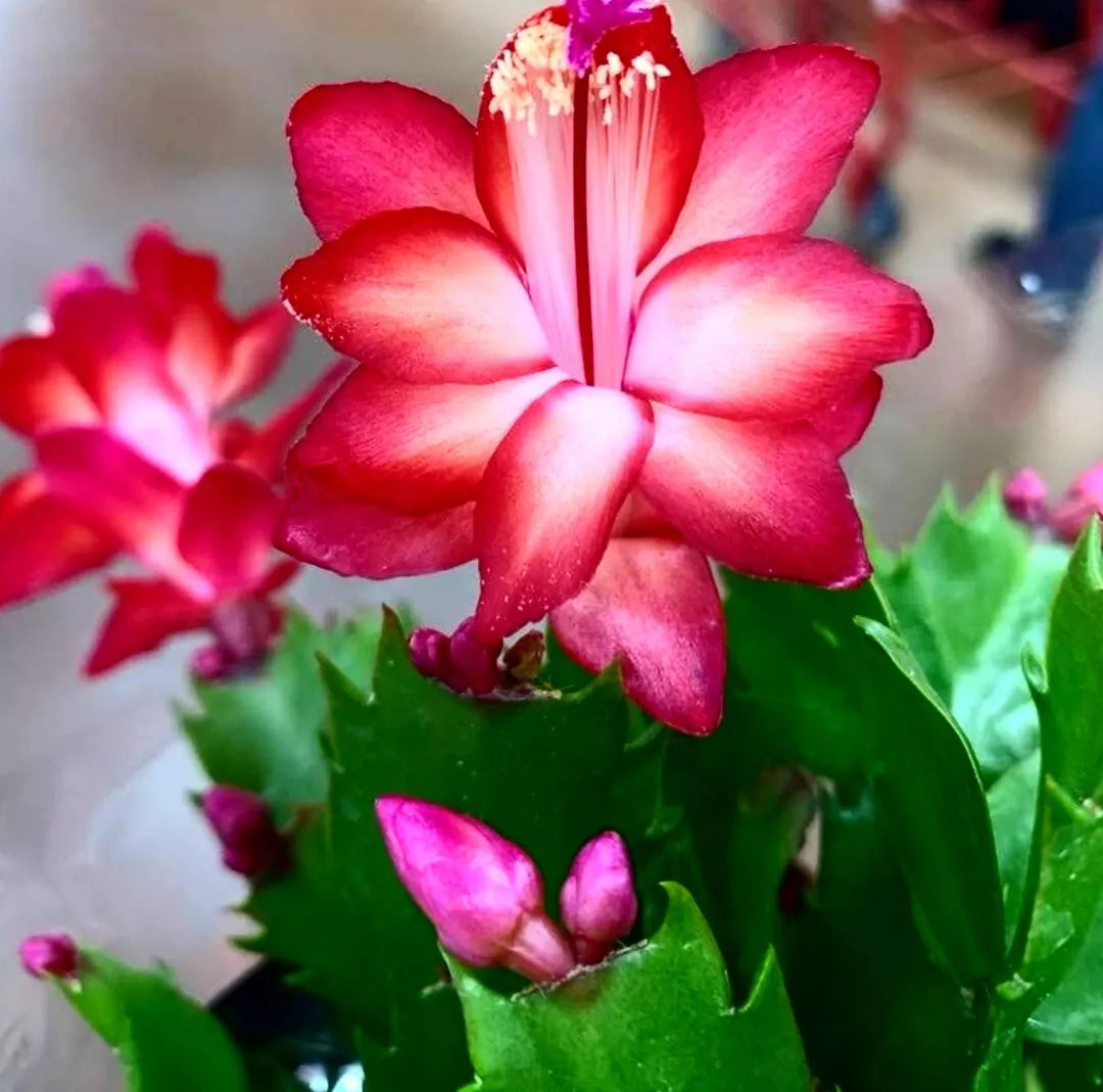 4" Pot Live Thanksgiving/Christmas Cactus Red - Schlumbergera