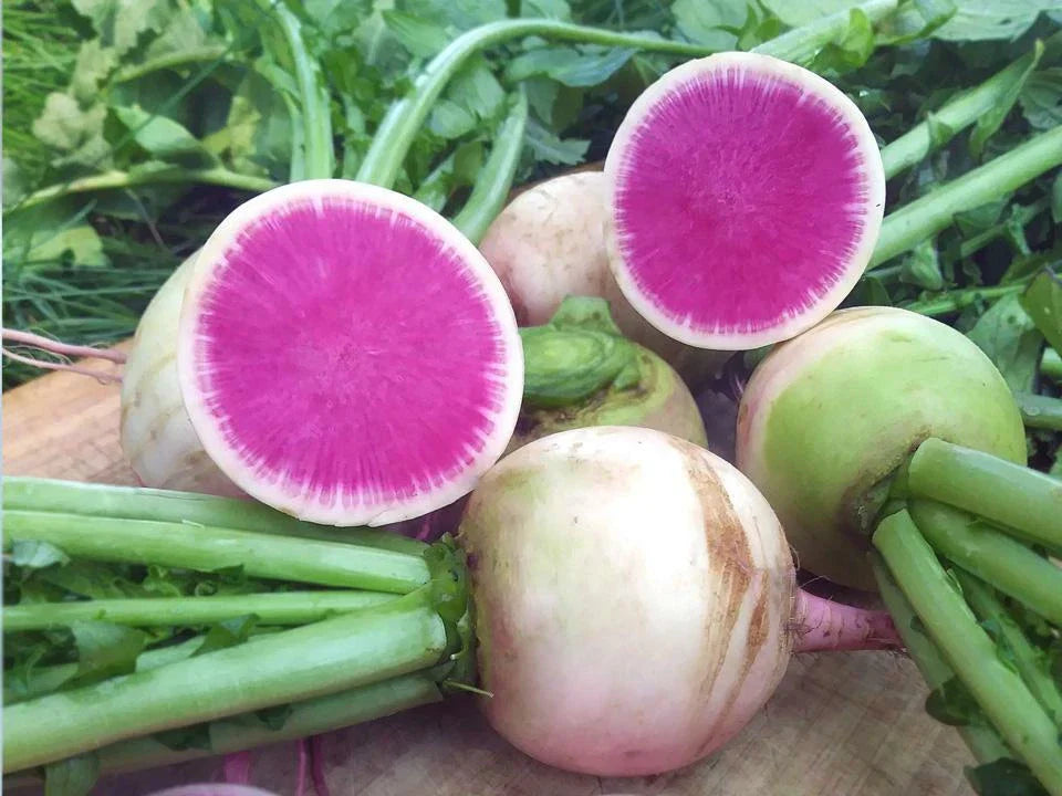 Watermelon Radish Seeds NON-GMO Shrinrimei Chinese Heirloom Organic Gardening