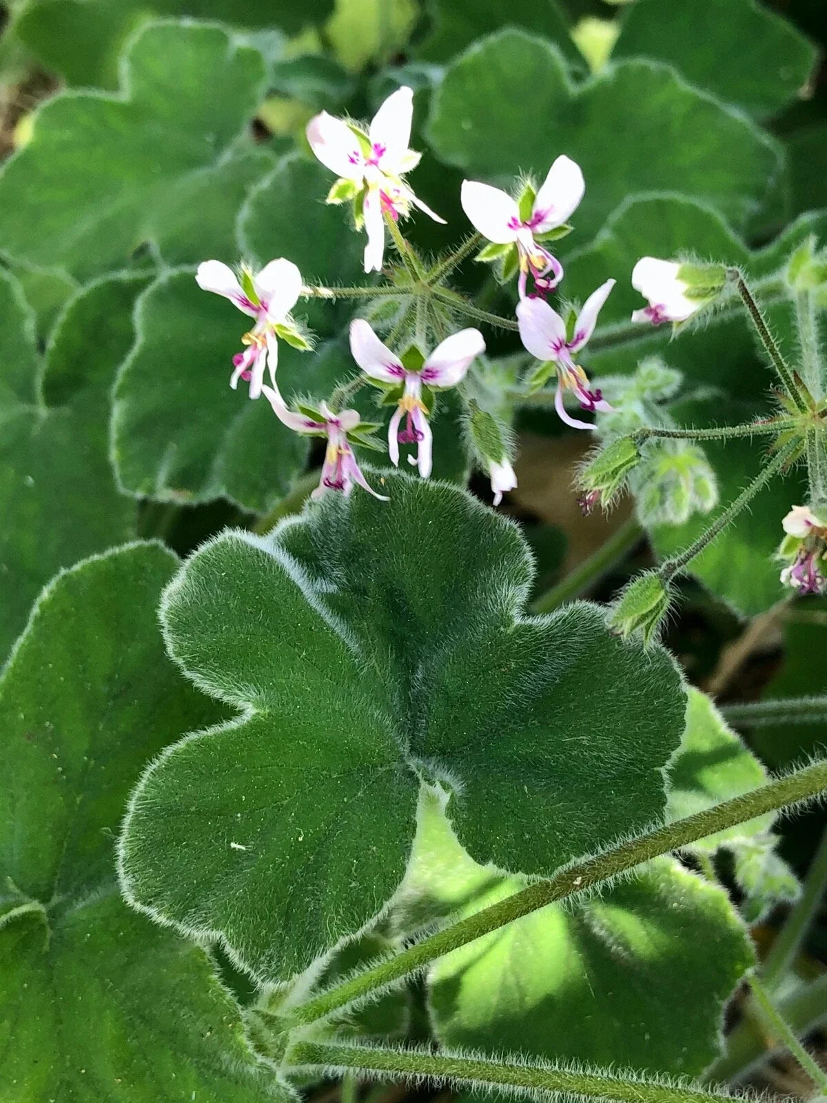 Fuzzy Mint Scented Pelargonium Geranium Live Plant Cuttings – 3 Pack, Rare Unique Variety