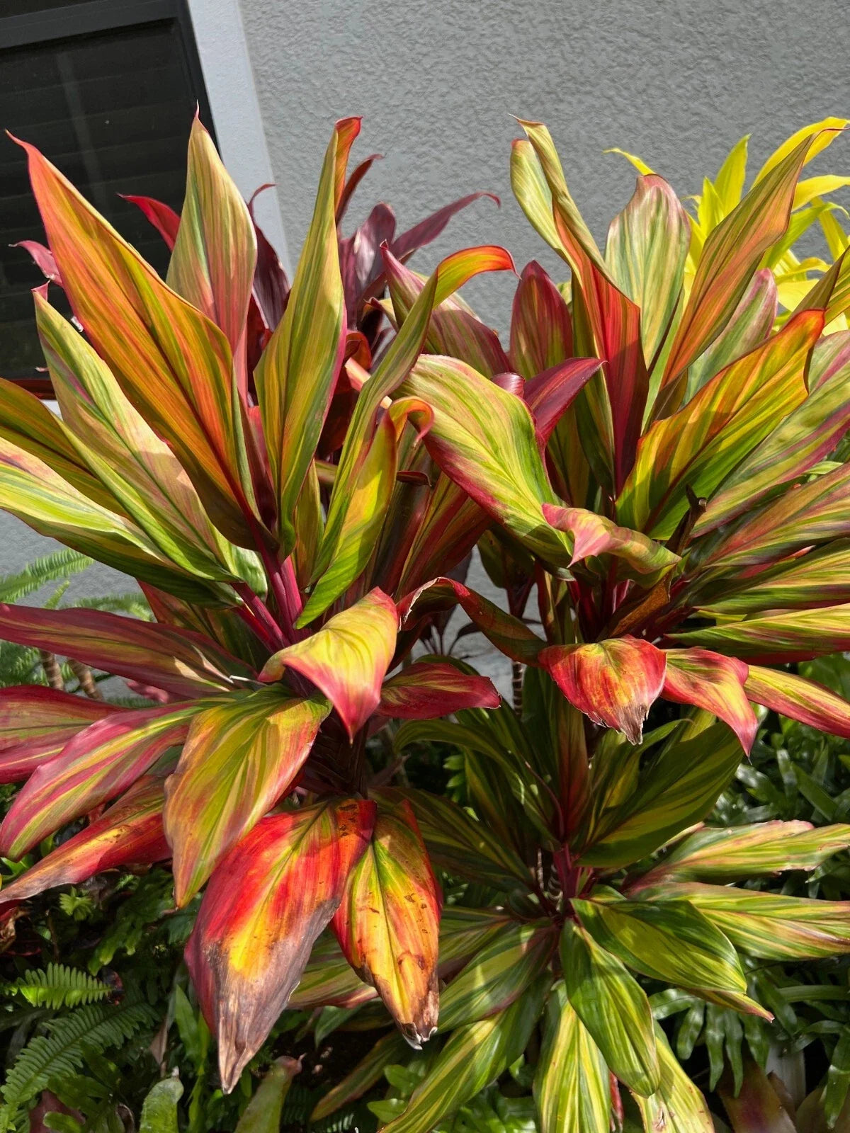 Hawaiian Ti Plant 4-Inch Pot Cordyline Fruticosa Harlequin Colorful Foliage Houseplant