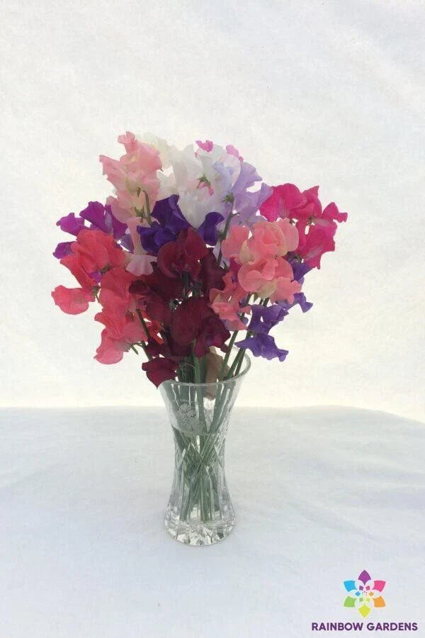 Sweet Pea Seeds 50+ Spencer Mixture Lathyrus odoratus Garden Planting USA