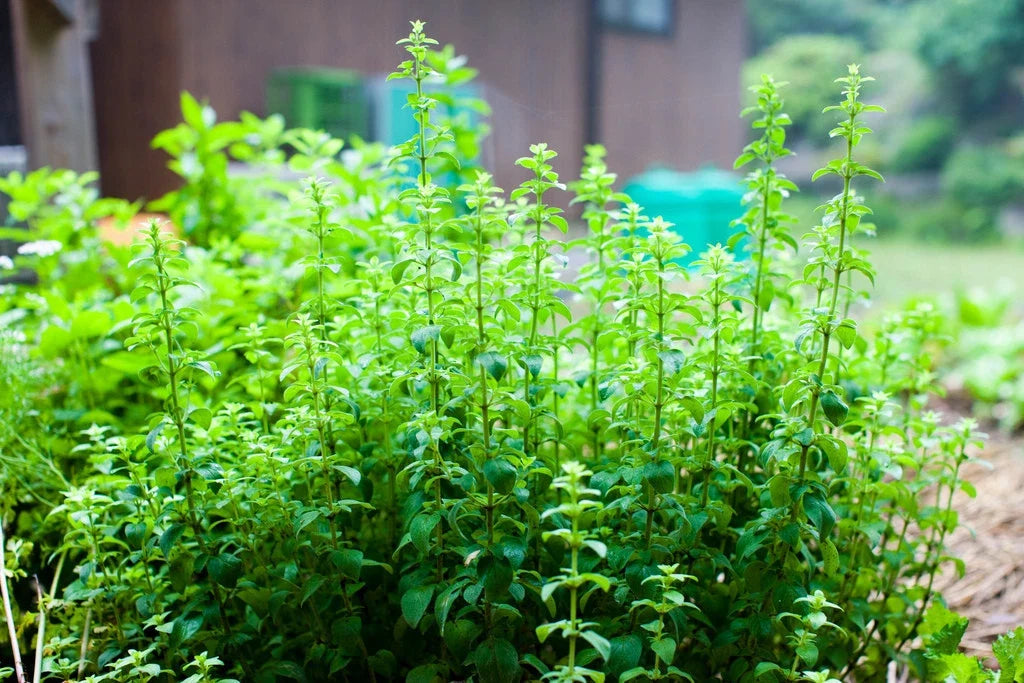 Oregano Seeds, Perennial Herb, Culinary Spice, Non-GMO, 750 Seeds, Origanum vulgare, Garden & Kitchen Plant