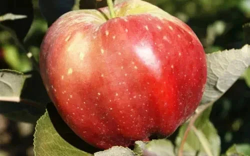 Bloody Ploughman Apple Seeds - Heirloom Malus domestica for Garden Planting, 25+ Seeds, USA Shipping