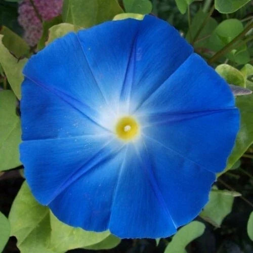 Heavenly Blue Morning Glory Seeds | 5-Inch Blue Flowers | Ipomoea purpurea | Non-GMO, Fast Growing Climbing Vine