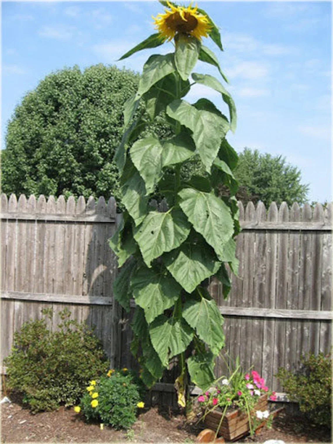 Striped Giant Sunflower Seeds - 25+ Count Heirloom Non-GMO (Helianthus annuus)