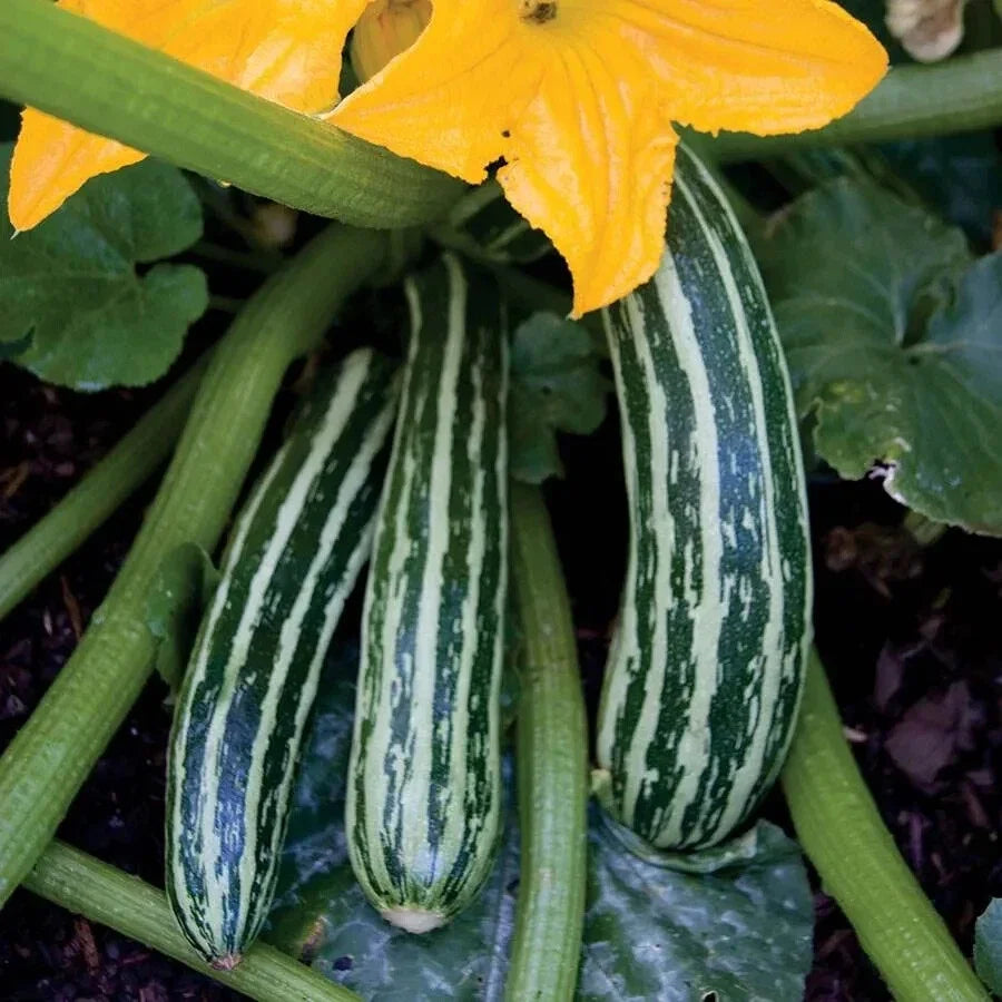 Cocozelle Zucchini Seeds - Striped Variety, Cucurbita pepo, 25+ Pack, Heirloom, High Yield, Easy to Grow, USA Grown