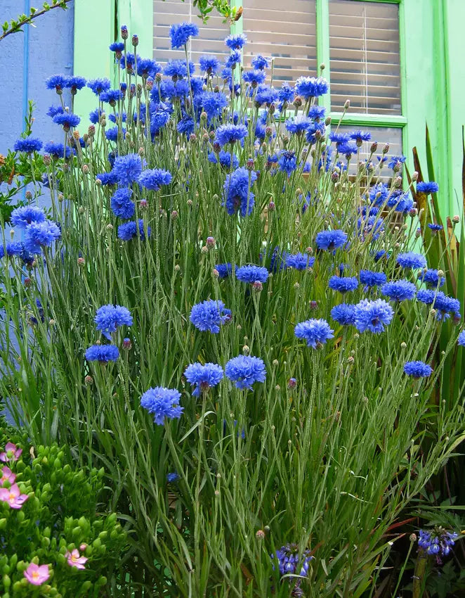 Bachelor's Button Flower Seeds - Blue Double Variety - Florist Quality Centaurea cyanus