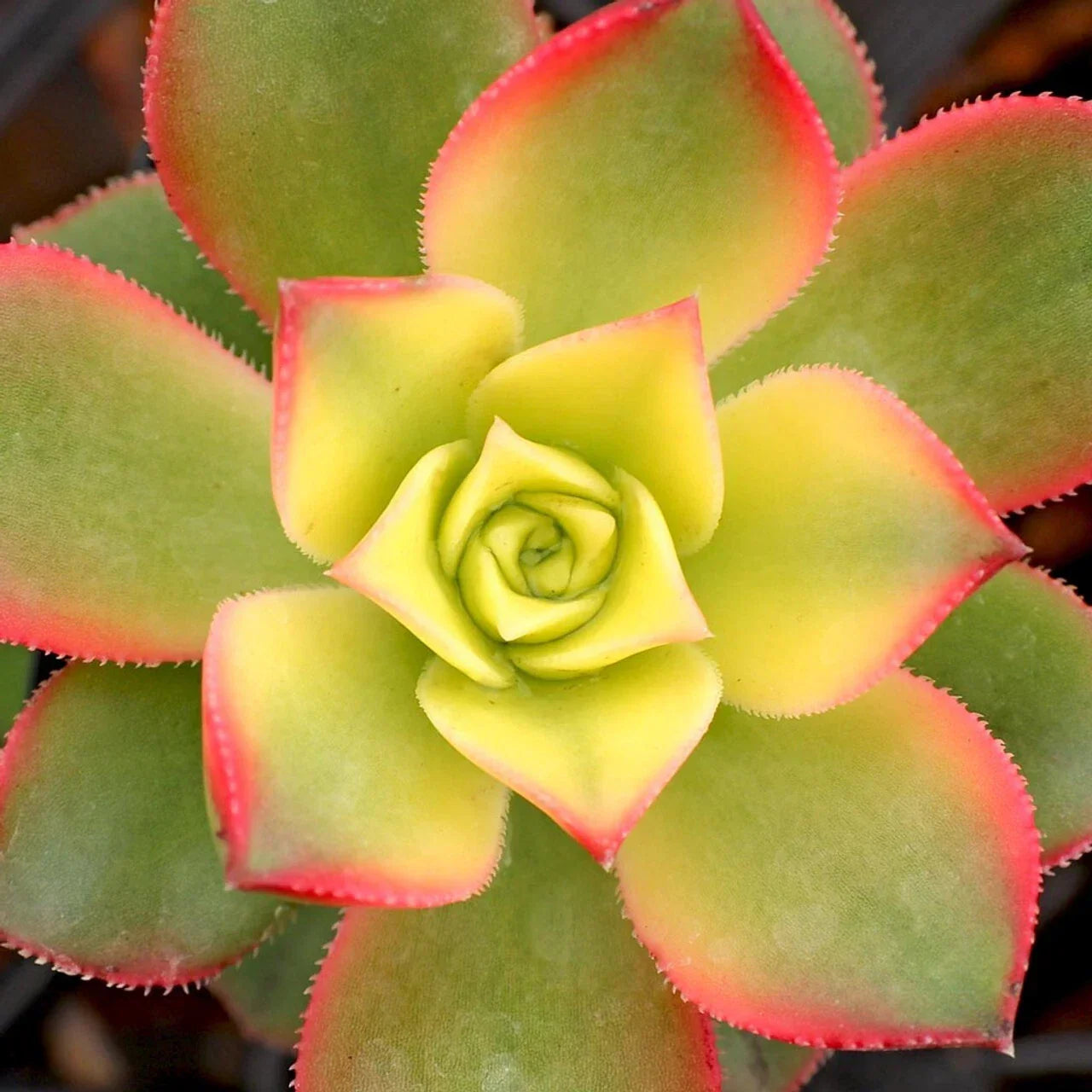 Aeonium Kiwi 2" Potted Plant - Unique Variegated Succulent Houseplant