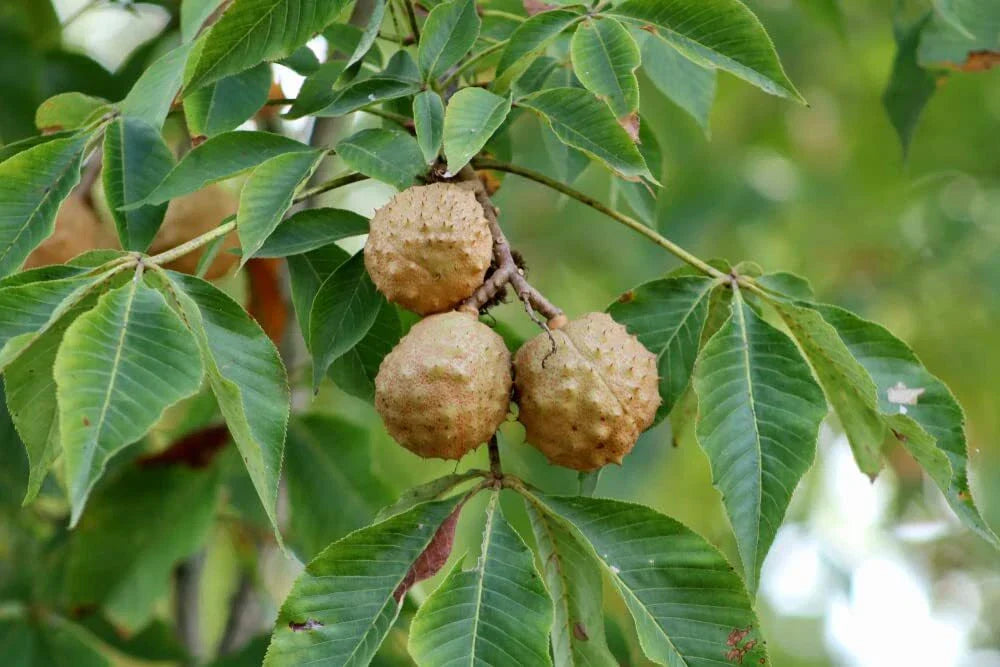 Buckeye Tree Seeds for Planting - Aesculus glabra, State Tree of Ohio, 2 Pack