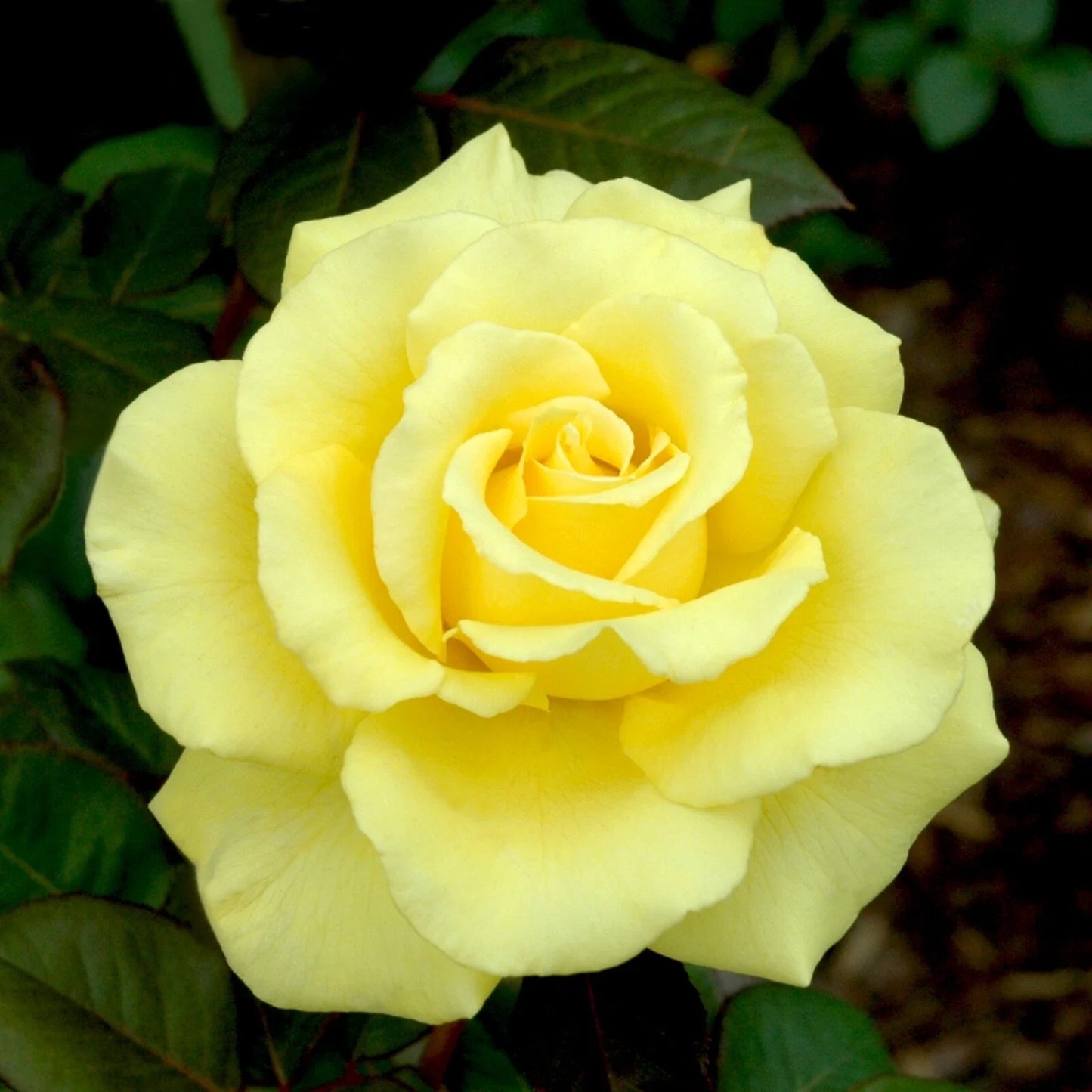 Yellow Texas Rose Cuttings for Rooting - Rosa 'Yellow Texas' - Deciduous Shrub, 3 Pack