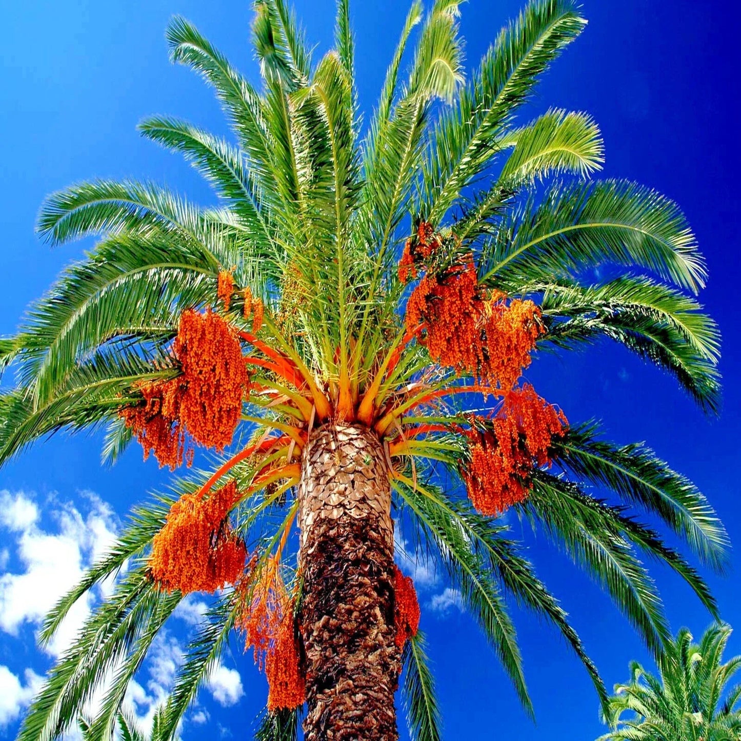 Date Palm Tree Seeds - 10 Pack - Phoenix dactylifera - Hardy to Zone 8