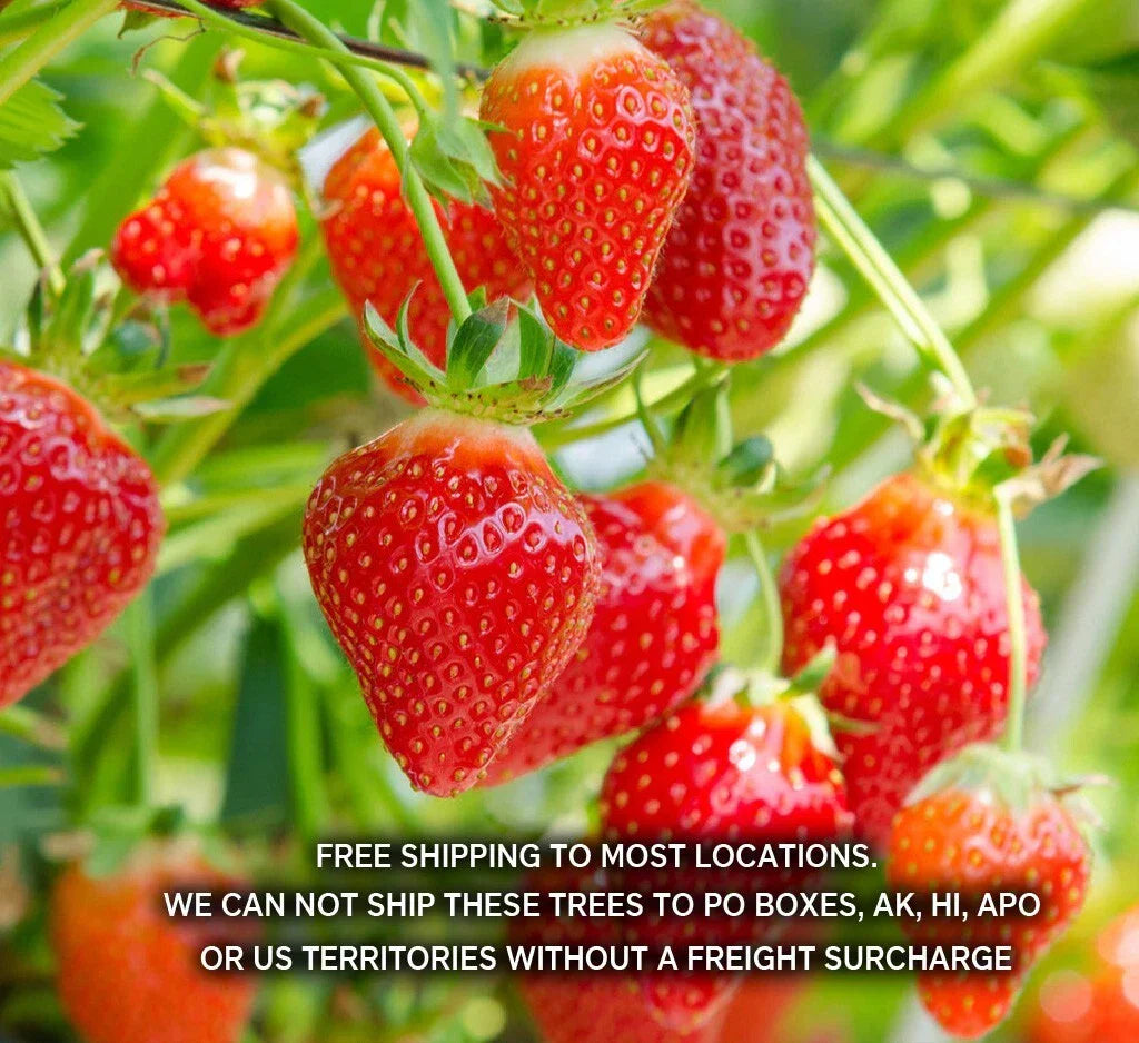 Marys Peak Summer Bearing Strawberry Plants - Pack of 10 Bare Root Fragaria × ananassa