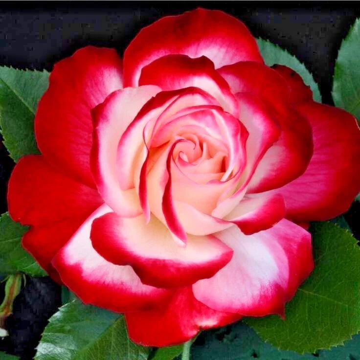 Rose Bush Fire & Ice - Fragrant Red & White Hybrid Tea Floribunda Plant 1-2 Ft