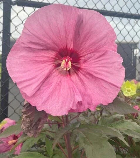 Honeymoon Rose Hardy Hibiscus Seeds - Dinner Plate Heirloom - 20+ Seeds