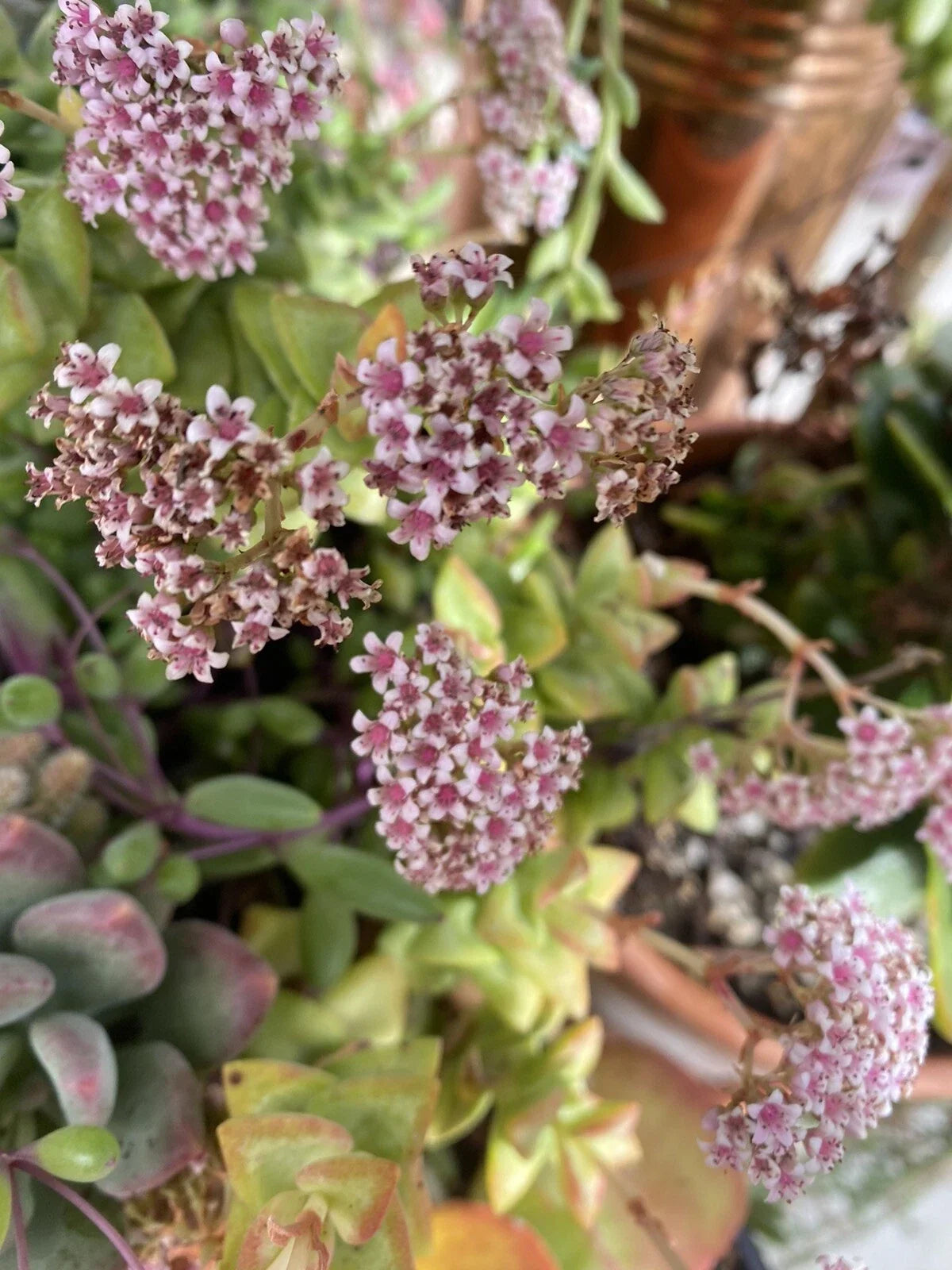 Organic Crassula Succulent Cuttings - Mixed Variety, 10 Pack for Propagation & Home Decor, Crassula spp.