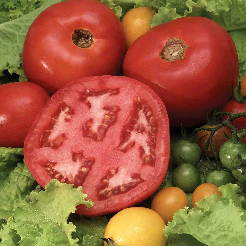 Beefsteak Tomato Seeds - 120+ Heirloom Organic Seeds for Home Gardening