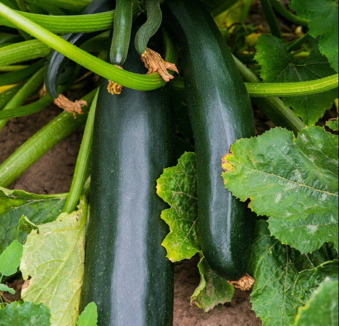 Black Beauty Zucchini Seeds | Bush Summer Squash Packets | Dark Green Cucurbita pepo Vegetables for Gardening