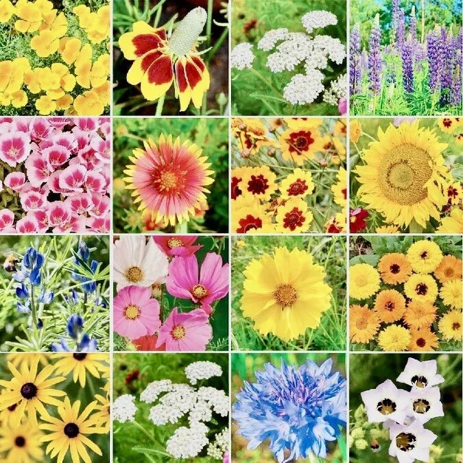 Wildflower Seed Mix 500+ Seeds for Butterflies & Hummingbirds Native Species, Easy to Grow, Garden, Meadow, Pollinator Attractant