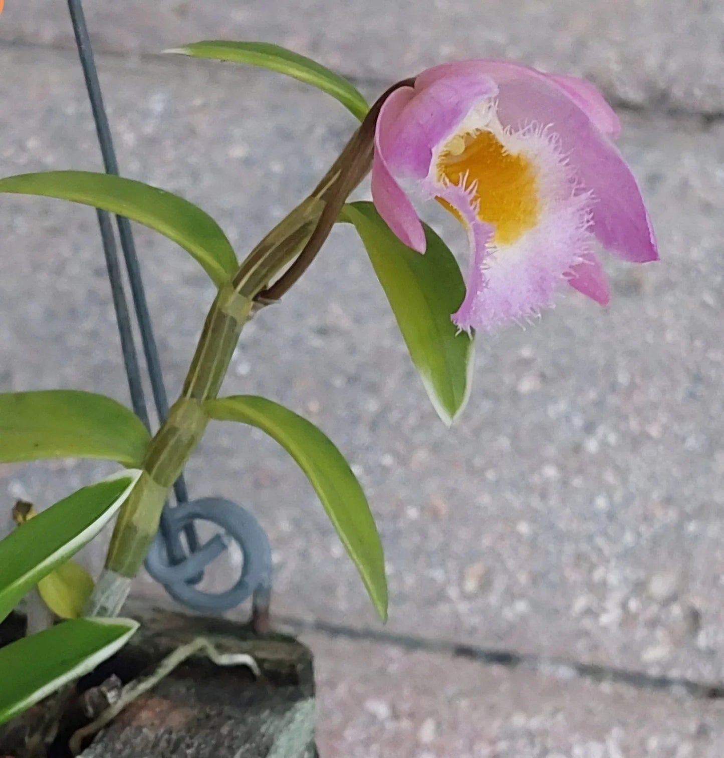 Live Rooted Orchid Plant - Dendrobium loddigesii Variegated Rose with Fragrant Flowers - Indoor Decor