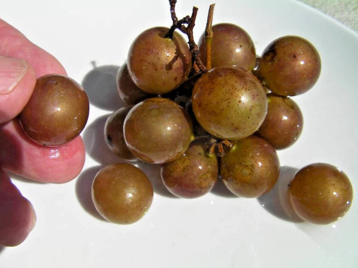Organic Bronze Carlos Muscadine Grapevine Cuttings - 8 Healthy Vines for Home Gardening