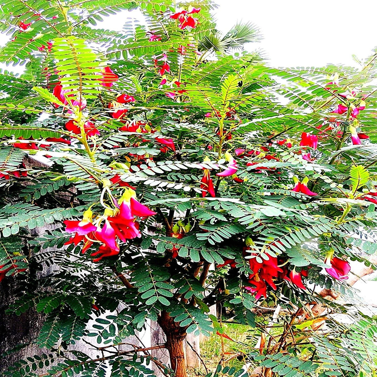 Hummingbird Tree Seeds - Agati Flower Plant - Sesbania grandiflora - Rare Tropical Garden Seeds for Attracting Hummingbirds