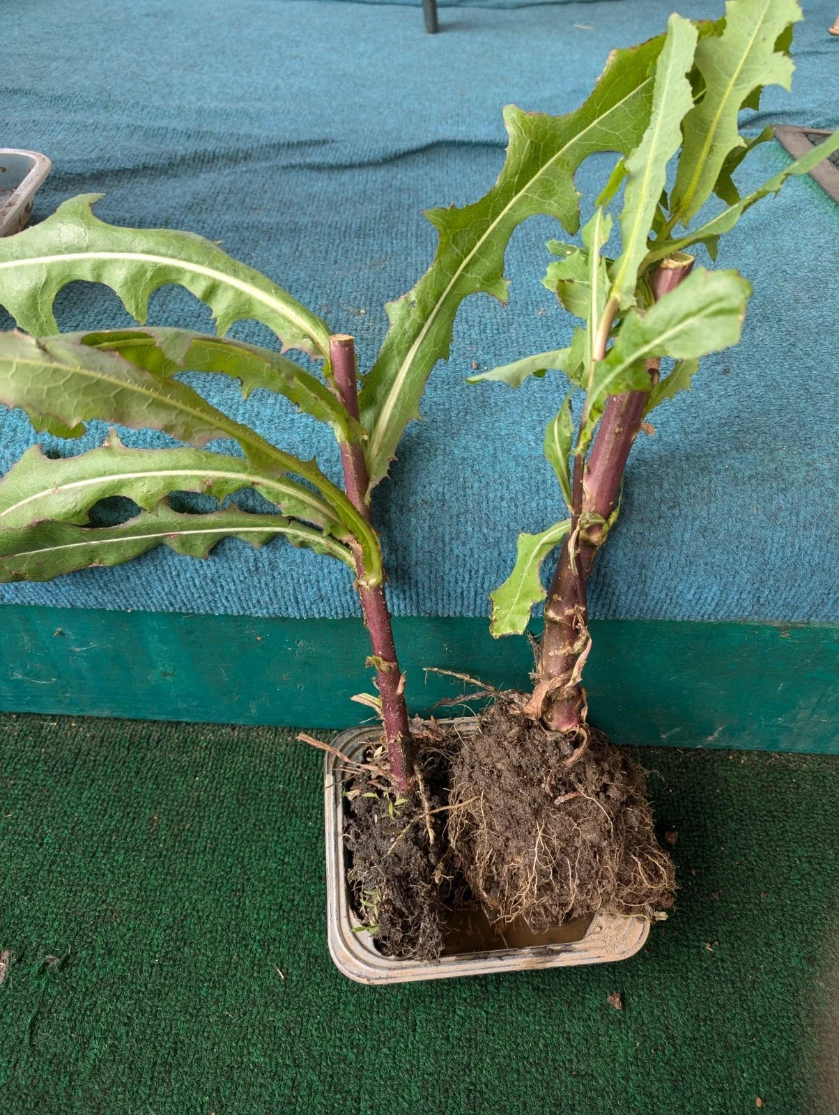 Wild Lettuce Live Plant 2-Pack | Organic Lactuca Virosa for Pain Relief | Grown in USA