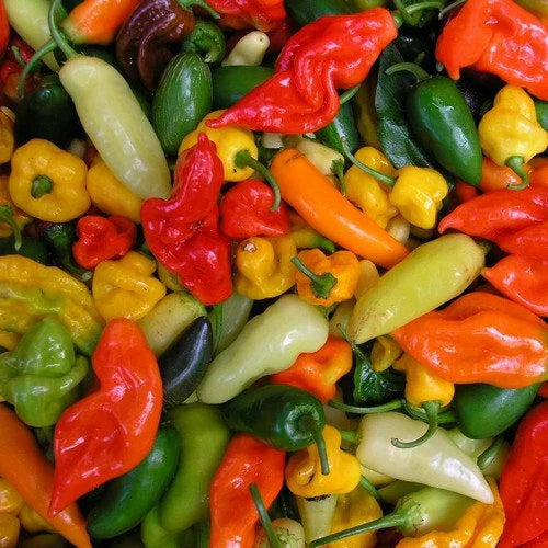 Hot Pepper Mix Seeds - Capsicum Annuum Varieties for Spicy Gardens