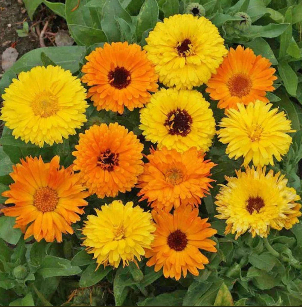 Calendula Seeds Pacific Beauty Mix 200 Seeds Calendula officinalis
