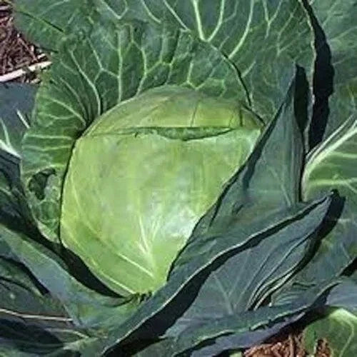 Late Flat Dutch Cabbage Seeds – Heirloom Non-GMO Brassica oleracea var. capitata, 200+ Seeds for Home Gardening