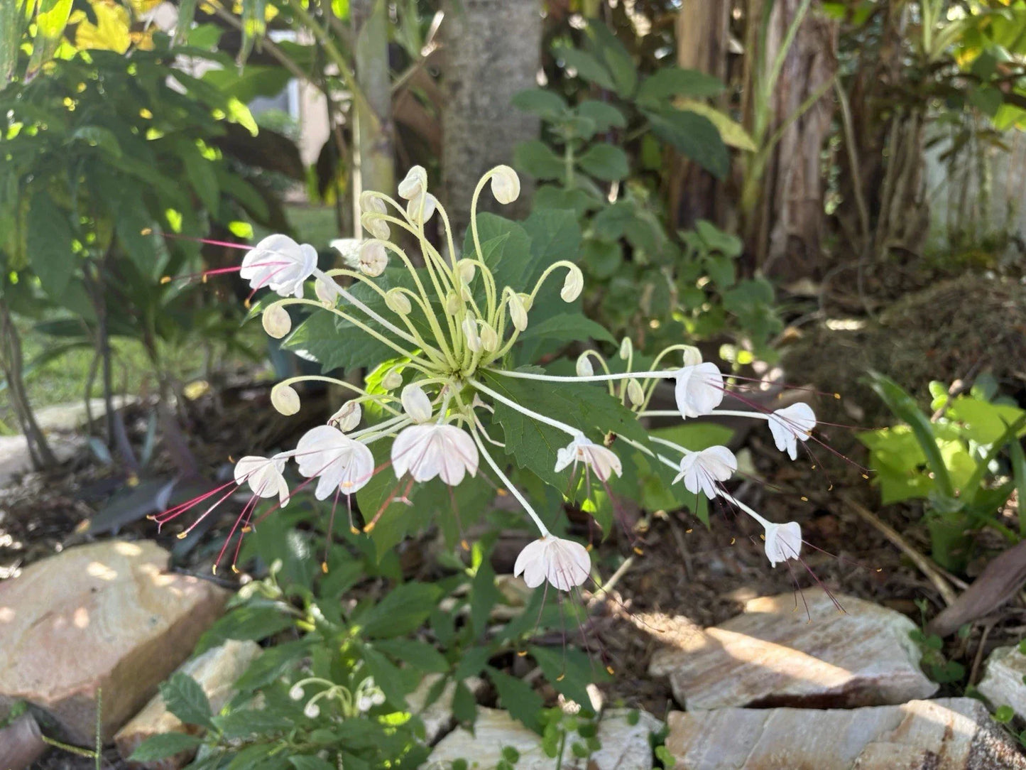 Musical Note Clerodendrum incisum Cuttings – 8 Indoor/Outdoor Propagation Plant for Gardening